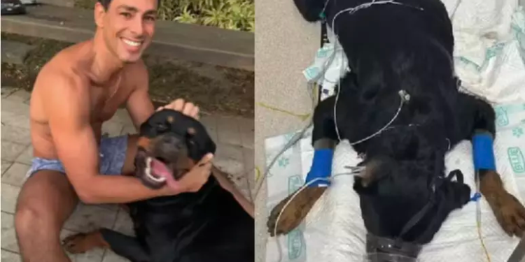 O ator Cauã Reymond recorreu às redes sociais nesta sábado, 8, para lamentar a morte de seu cachorro de. Cachorro de