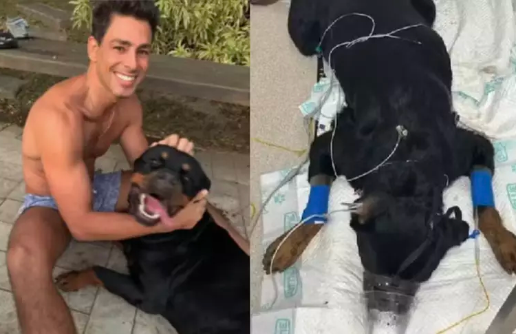 O ator Cauã Reymond recorreu às redes sociais nesta sábado, 8, para lamentar a morte de seu cachorro de. Cachorro de