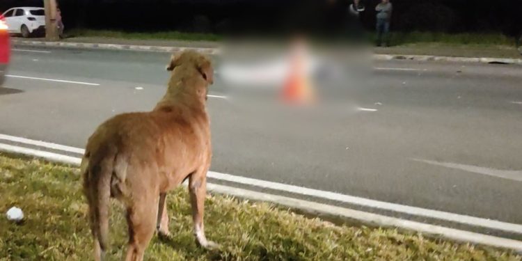 Um homem, de 40 anos, morreu após ser atropelado na noite de segunda-feira (10) enquanto caminhava, Vídeo comovente