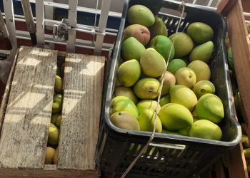 A Agência de Defesa Agropecuária e Florestal do Estado do Amazonas (Adaf) apreendeu 7 toneladas de. Autoridades