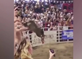 Quatro pessoas ficaram feridas após um touro pular uma cerca e ir em direção ao público que assistia a um. Touro pula