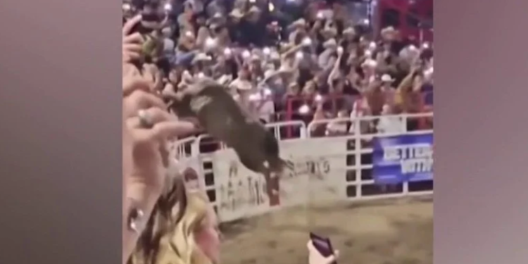 Quatro pessoas ficaram feridas após um touro pular uma cerca e ir em direção ao público que assistia a um. Touro pula