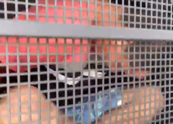 URGENTE – Homem que matou e escondeu corpo de esposa grávida e preso em Manaus