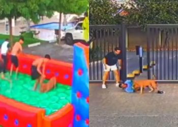 Cinco pessoas ficaram feridas após serem atacadas por um cachorro da raça american bully durante uma. Cachorro invade