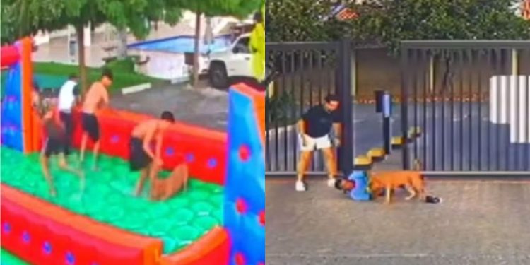 Cinco pessoas ficaram feridas após serem atacadas por um cachorro da raça american bully durante uma. Cachorro invade