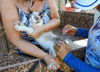 Tutores de cães e gatos devem estar atentos à antecipação da campanha de vacinação antirrábica no. Vacinação contra