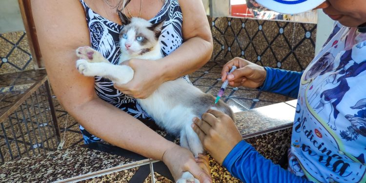 Tutores de cães e gatos devem estar atentos à antecipação da campanha de vacinação antirrábica no. Vacinação contra