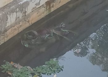 Um homem ainda não identificado foi amarrado e jogado morto no igarapé do Tarumã, na avenida do Turismo; Homem é