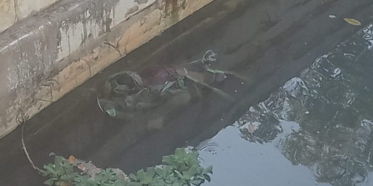 Um homem ainda não identificado foi amarrado e jogado morto no igarapé do Tarumã, na avenida do Turismo; Homem é