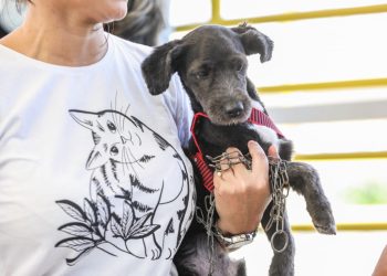 Em vigor desde 2020, a Lei 14.064 prevê uma pena de 2 a 5 anos de prisão para a prática de abuso, maus. Polícia