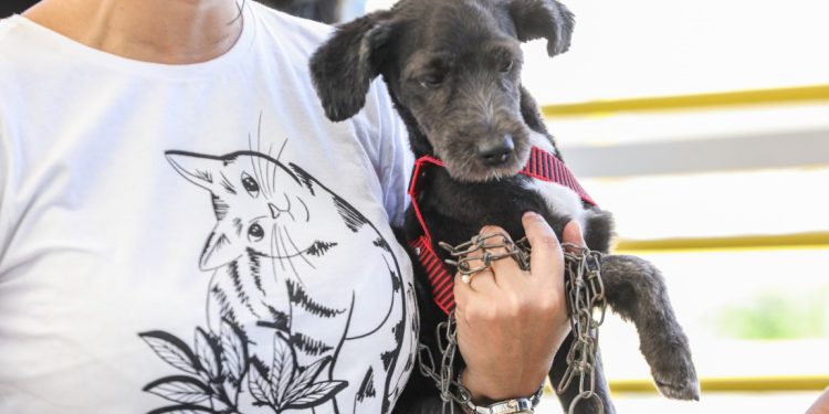 Em vigor desde 2020, a Lei 14.064 prevê uma pena de 2 a 5 anos de prisão para a prática de abuso, maus. Polícia