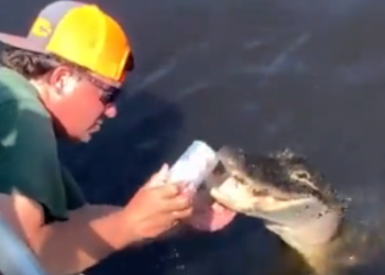 Durante expedição em área pantanosa da Flórida (EUA), um homem não identificado usou os dentes de um. Vídeo impressionante