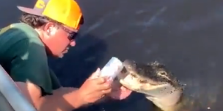 Durante expedição em área pantanosa da Flórida (EUA), um homem não identificado usou os dentes de um. Vídeo impressionante