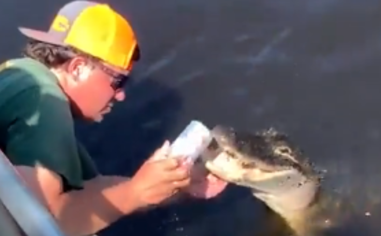 Durante expedição em área pantanosa da Flórida (EUA), um homem não identificado usou os dentes de um. Vídeo impressionante