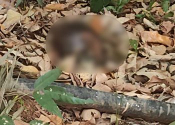 IMAGEM FORTE: Encontrada cabeça humana no Santo Antônio em Manaus