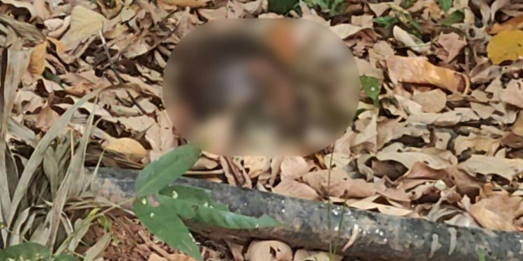 IMAGEM FORTE: Encontrada cabeça humana no Santo Antônio em Manaus