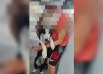 Preso idoso de 75 anos suspeito de estuprar cadelas no RJ