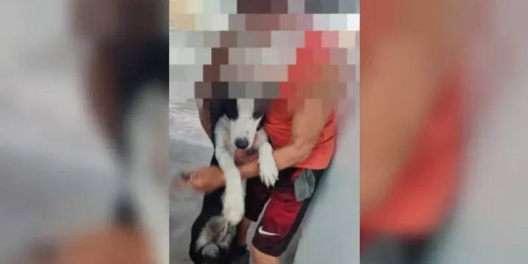 Preso idoso de 75 anos suspeito de estuprar cadelas no RJ