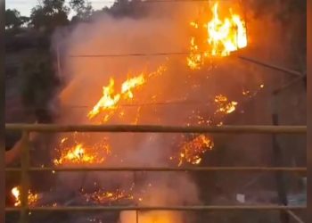 VÍDEO: Fogo destrói área de mata na Av. das Flores em Manaus