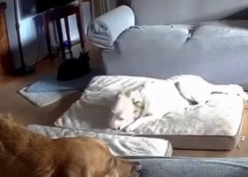 VÍDEO: Cão mastiga carregador portátil e causa incêndio dentro de casa nos EUA