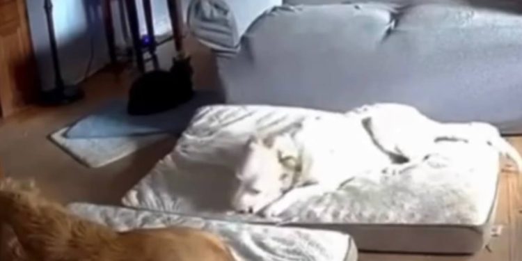 VÍDEO: Cão mastiga carregador portátil e causa incêndio dentro de casa nos EUA