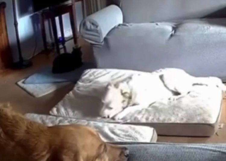 VÍDEO: Cão mastiga carregador portátil e causa incêndio dentro de casa nos EUA