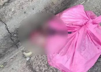 MACABRO: Cachorro pega sacola e dona descobre dois fetos dentro dela