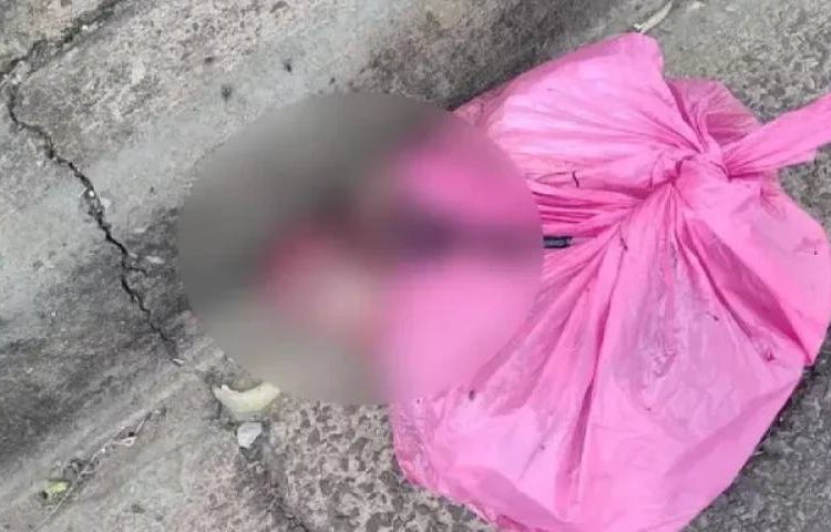 MACABRO: Cachorro pega sacola e dona descobre dois fetos dentro dela