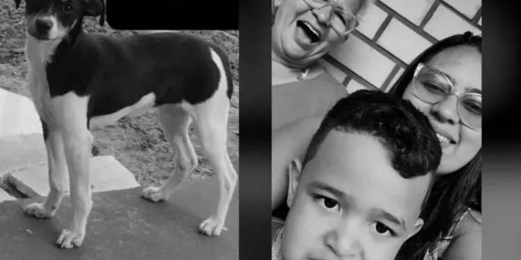 Cadelinha de família que estava no voo também morreu
