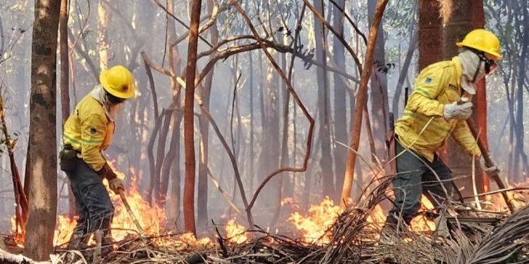 Ações do governo do Estado contra queimadas são “enxugação de gelo”, diz MP de Contas