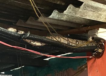 Que susto! Moradora do São José senta no sofá e encontra cobra presa no teto