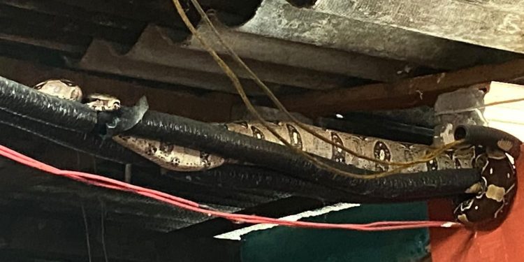 Que susto! Moradora do São José senta no sofá e encontra cobra presa no teto