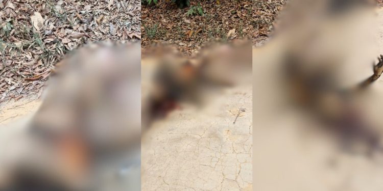 Vídeo forte: Corpo de homem é achado incendiado no ramal do Brasileirinho e com marcas de tortura