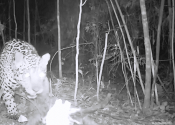 A onça que voltou do inferno e mata no Apuí para vingar a matança dos filhotes 