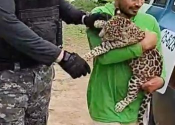Filhote de onça pintada é resgatado por policiais no interior do Amazonas