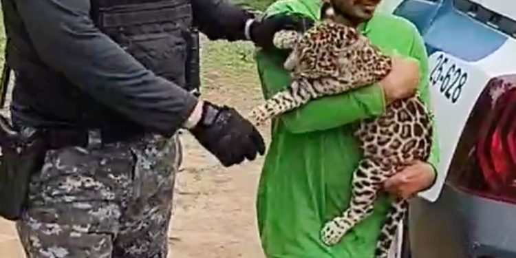 Filhote de onça pintada é resgatado por policiais no interior do Amazonas