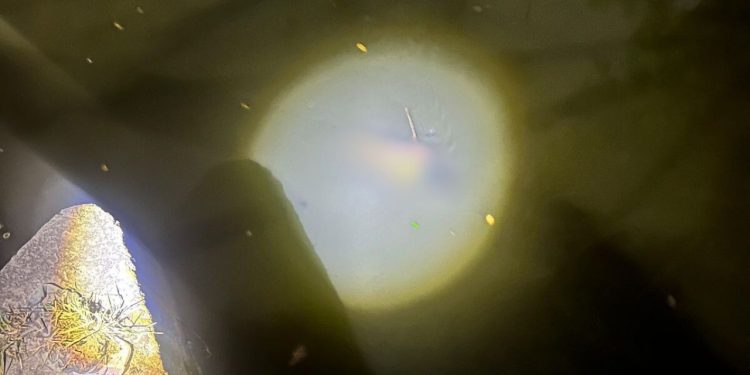 Corpo é achado boiando com as mãos e pés amarrados em Manaus