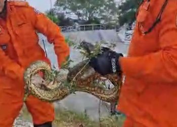 Vídeo: bombeiros capturam sucuri que ‘passeava’ na Ponta Negra
