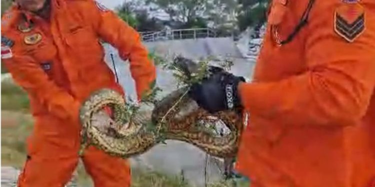 Vídeo: bombeiros capturam sucuri que ‘passeava’ na Ponta Negra