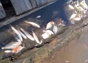Um vídeo divulgado na internet mostra milhares de peixes mortos no Lago do Piranha, na zona rural de. Milhares