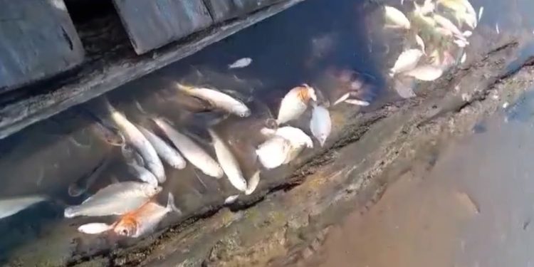 Um vídeo divulgado na internet mostra milhares de peixes mortos no Lago do Piranha, na zona rural de. Milhares