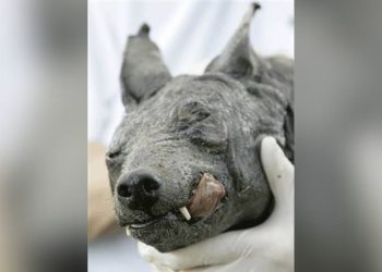 Há cerca de 20 anos um animal ou ser de outra dimensão que mutilava animais assustou moradores no. O chupacabra