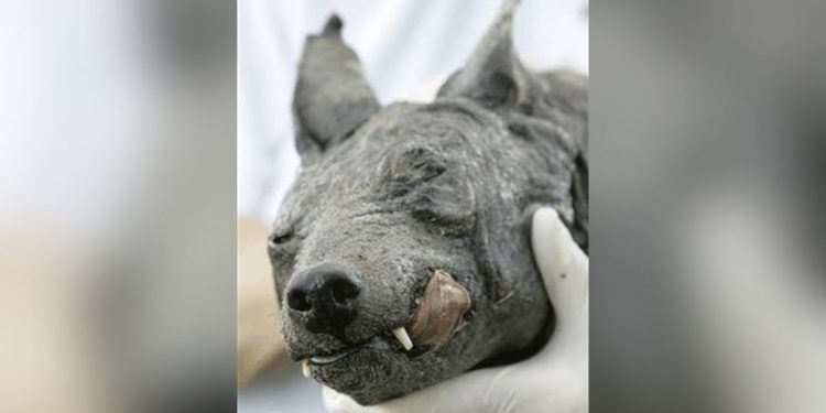 Há cerca de 20 anos um animal ou ser de outra dimensão que mutilava animais assustou moradores no. O chupacabra
