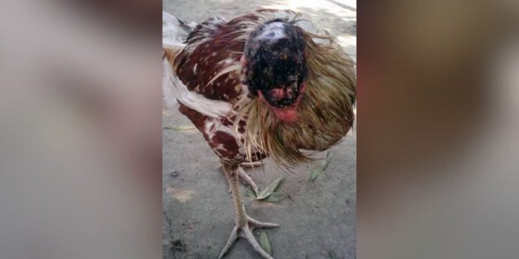 A galinha sem cabeça de sêo Zé Pelintra, que virou maldição no Armando Mendes 