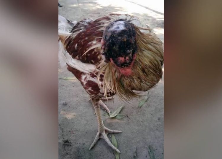 A galinha sem cabeça de sêo Zé Pelintra, que virou maldição no Armando Mendes