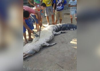 A história mais conhecida no Curari, sem dúvida, é a da menina que foi devorada pelo jacaré-açu, cujos restos mortais