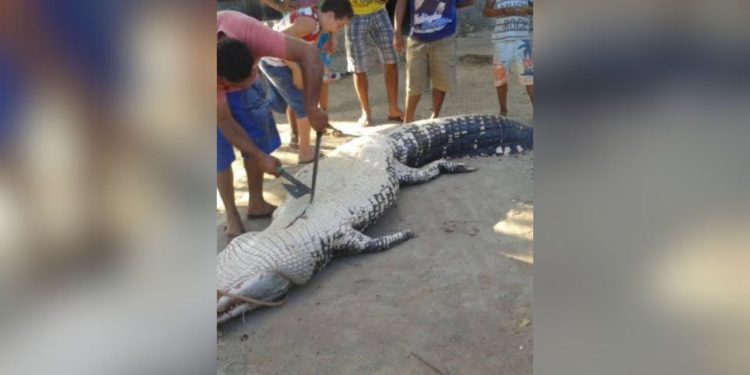 A história mais conhecida no Curari, sem dúvida, é a da menina que foi devorada pelo jacaré-açu, cujos restos mortais