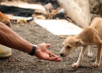 E o mundo é do cão. Uma coisa é certa: ser protetor de cachorro de rua ‘dá mandato de vereador’