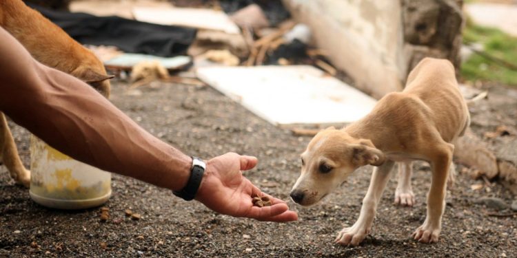E o mundo é do cão. Uma coisa é certa: ser protetor de cachorro de rua ‘dá mandato de vereador’