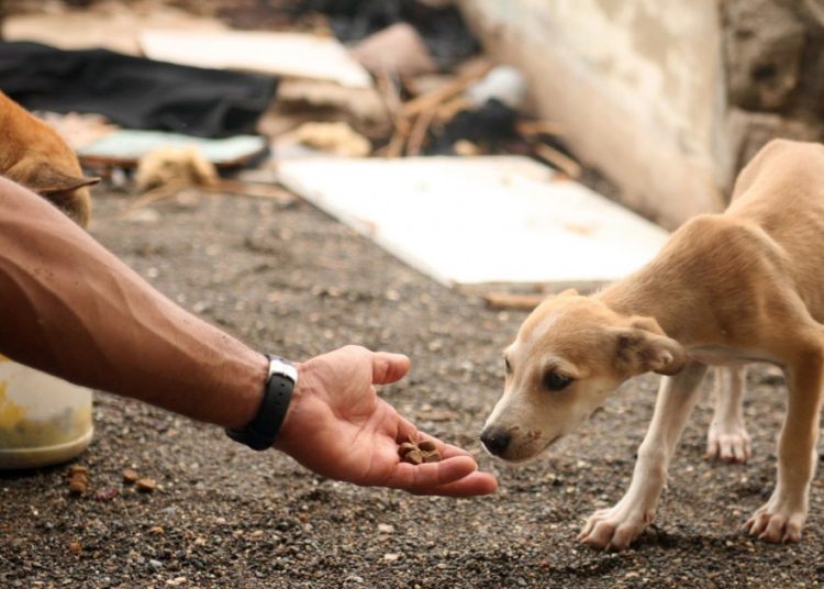 E o mundo é do cão. Uma coisa é certa: ser protetor de cachorro de rua ‘dá mandato de vereador’